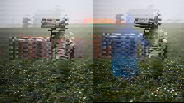 Berry picker. Picture: Unsplash.